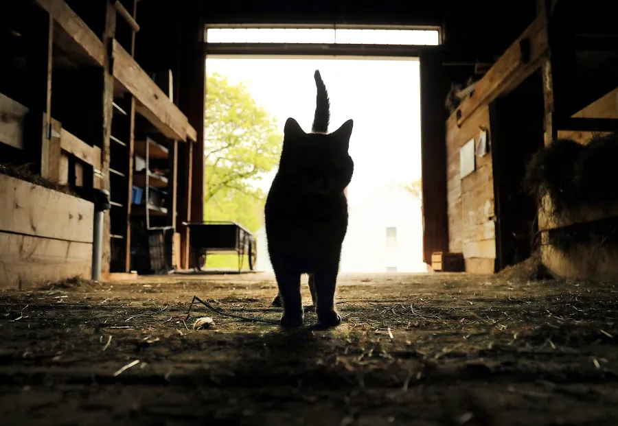 Cats and Bird Flu: Signs, Symptoms, and Prevention